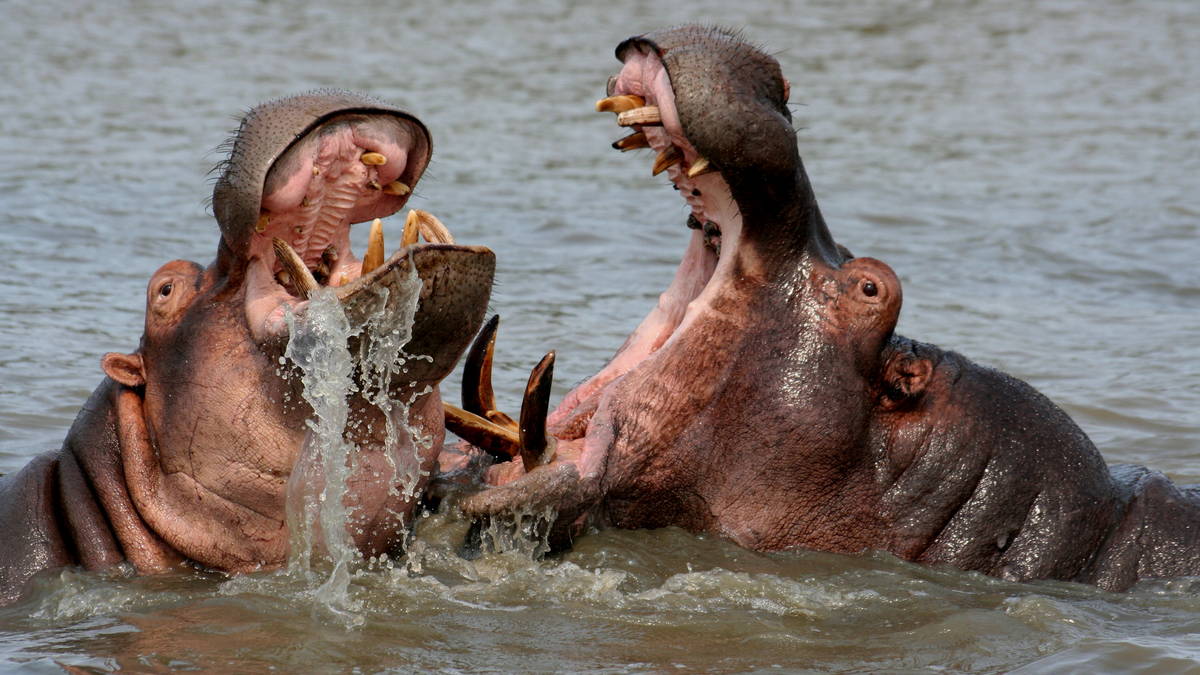 Hippo & Croc Boat Tours