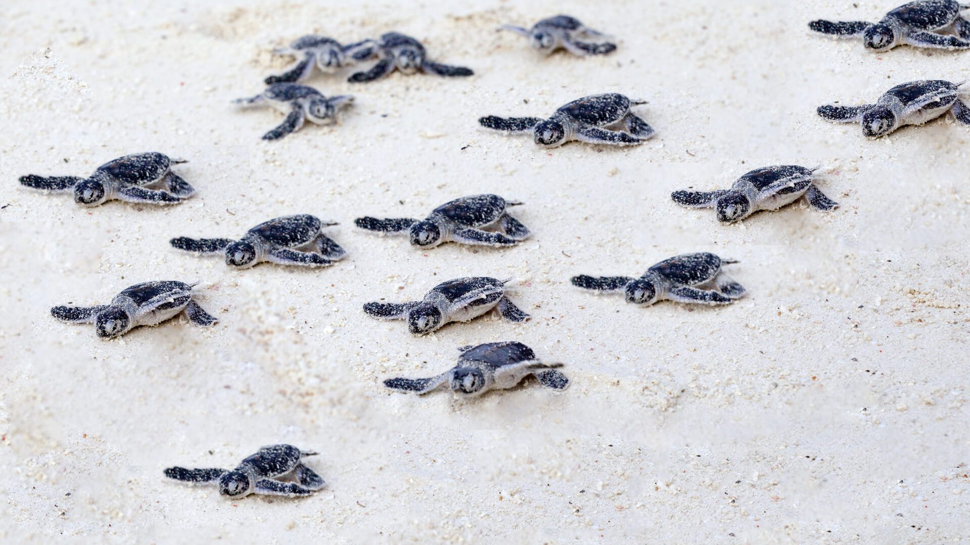 Turtle Tours